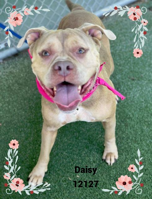 DAISY see also POPPY