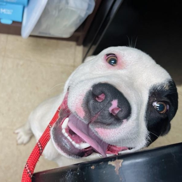Spud Elmer, a ADOPTABLE mixed breed in Martinsville, VA image 2/6