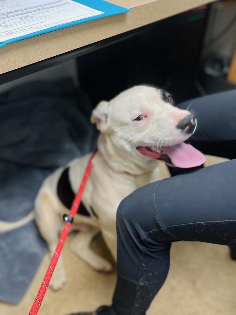 Spud Elmer, a ADOPTABLE mixed breed in Martinsville, VA image 3/6