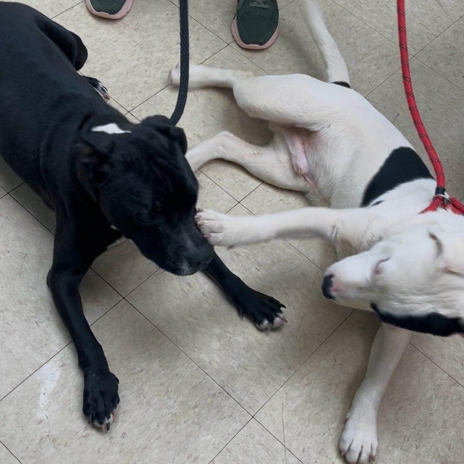 Spud Elmer, a ADOPTABLE mixed breed in Martinsville, VA image 4/6