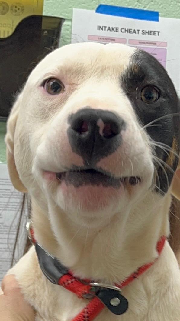 Spud Elmer, a ADOPTABLE mixed breed in Martinsville, VA image 5/6