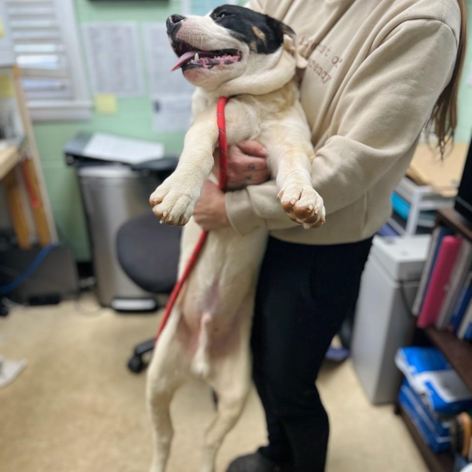 Spud Elmer, a ADOPTABLE mixed breed in Martinsville, VA image 6/6