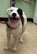 Spud Elmer, a ADOPTABLE mixed breed in Martinsville, VA image 1/6