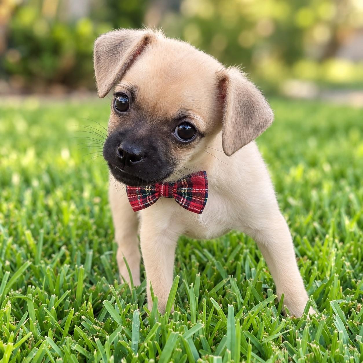 Brewer, Adopted, Puppy Male Pug & Chihuahua.