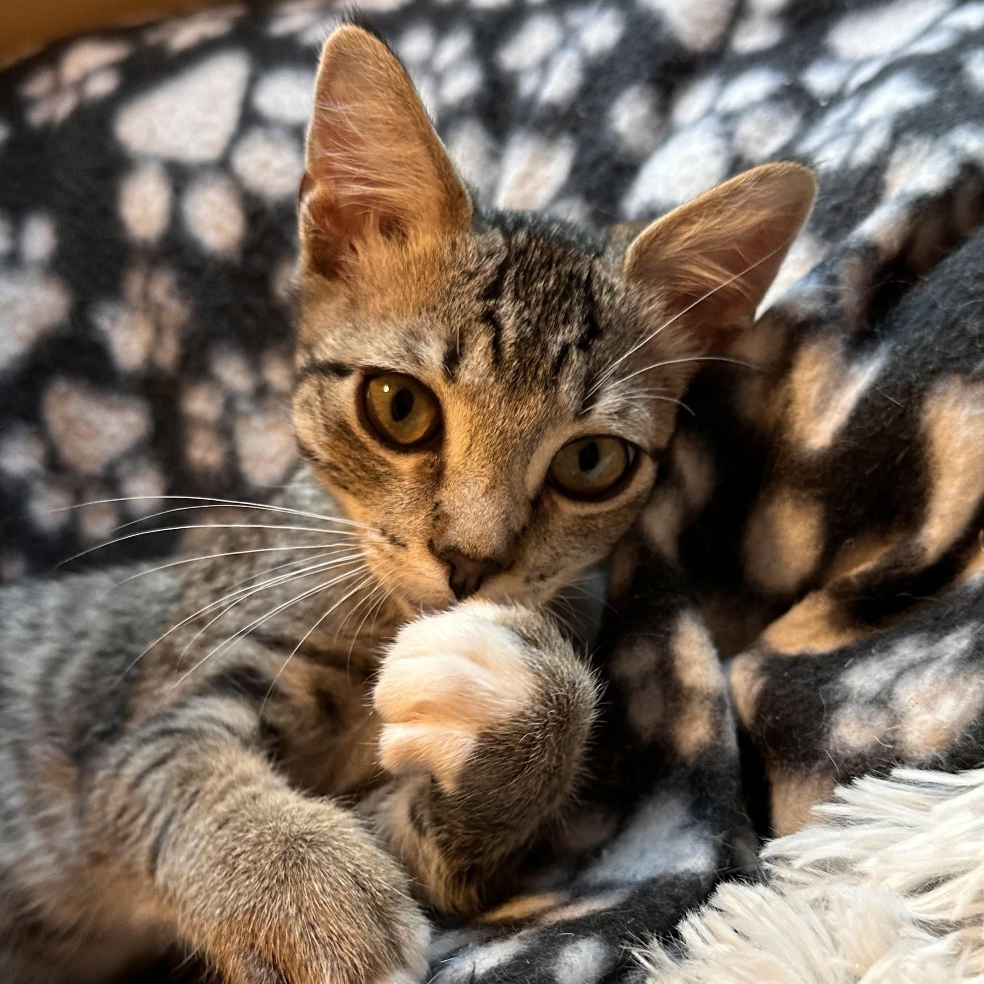 Vortex - Riley Fuzzel Petsmart