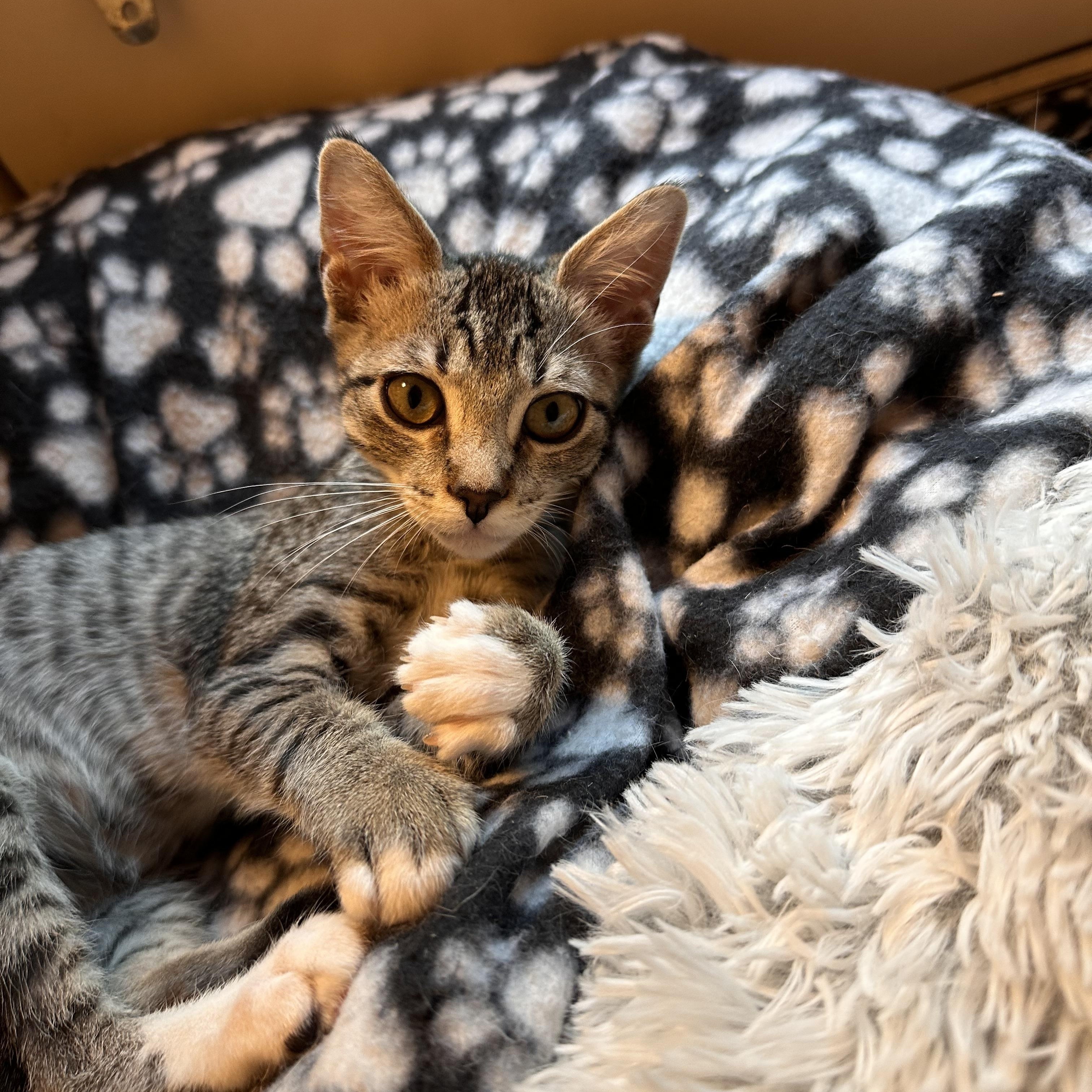 Vortex - Riley Fuzzel Petsmart
