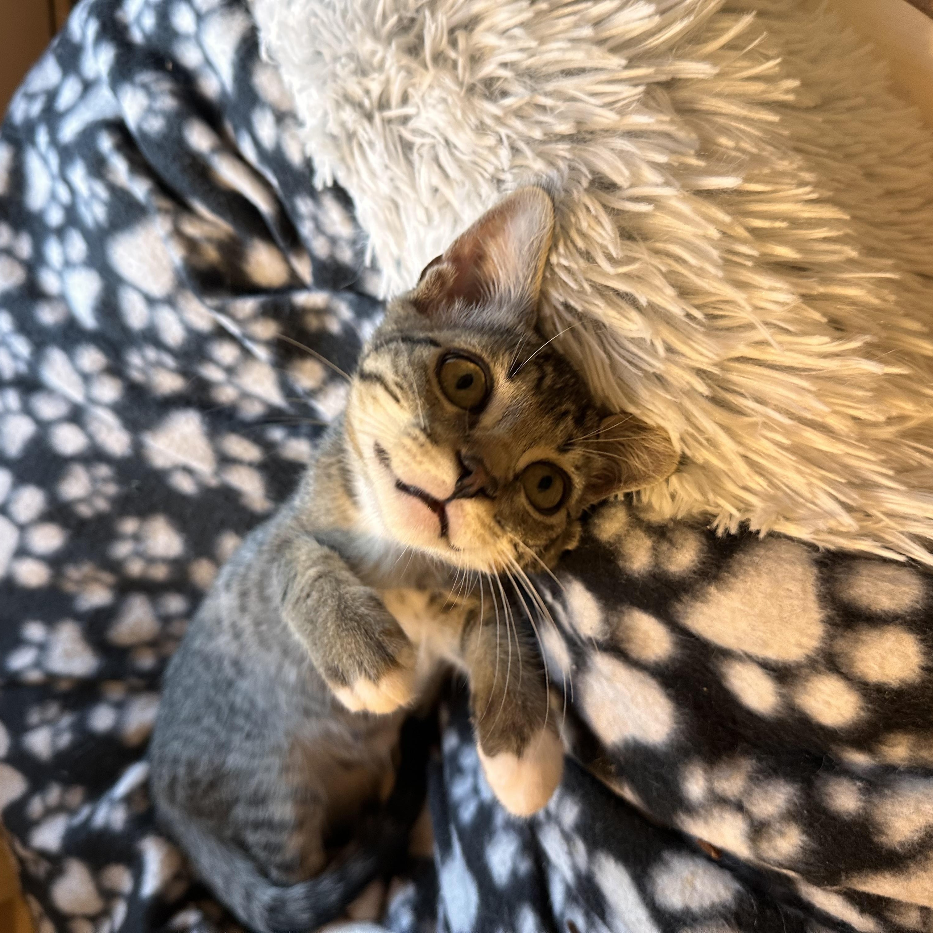 Vortex - Riley Fuzzel Petsmart