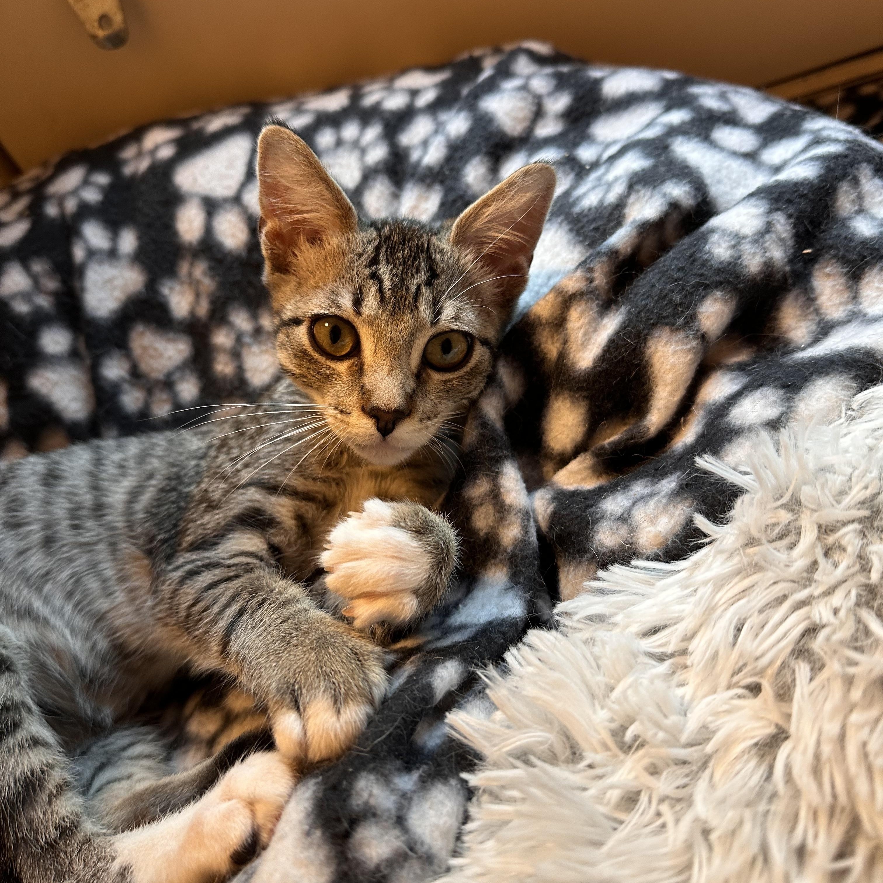 Vortex - Riley Fuzzel Petsmart