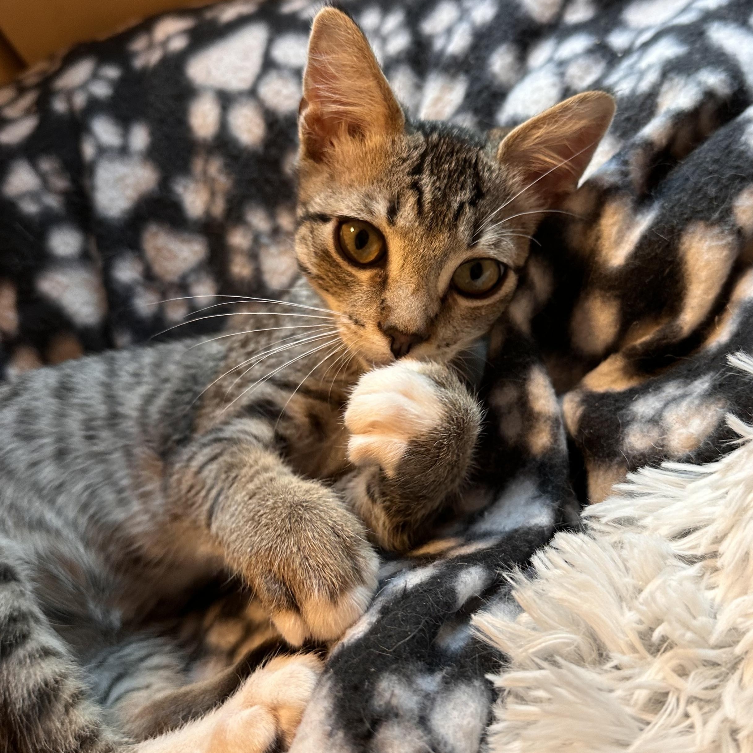 Vortex - Riley Fuzzel Petsmart