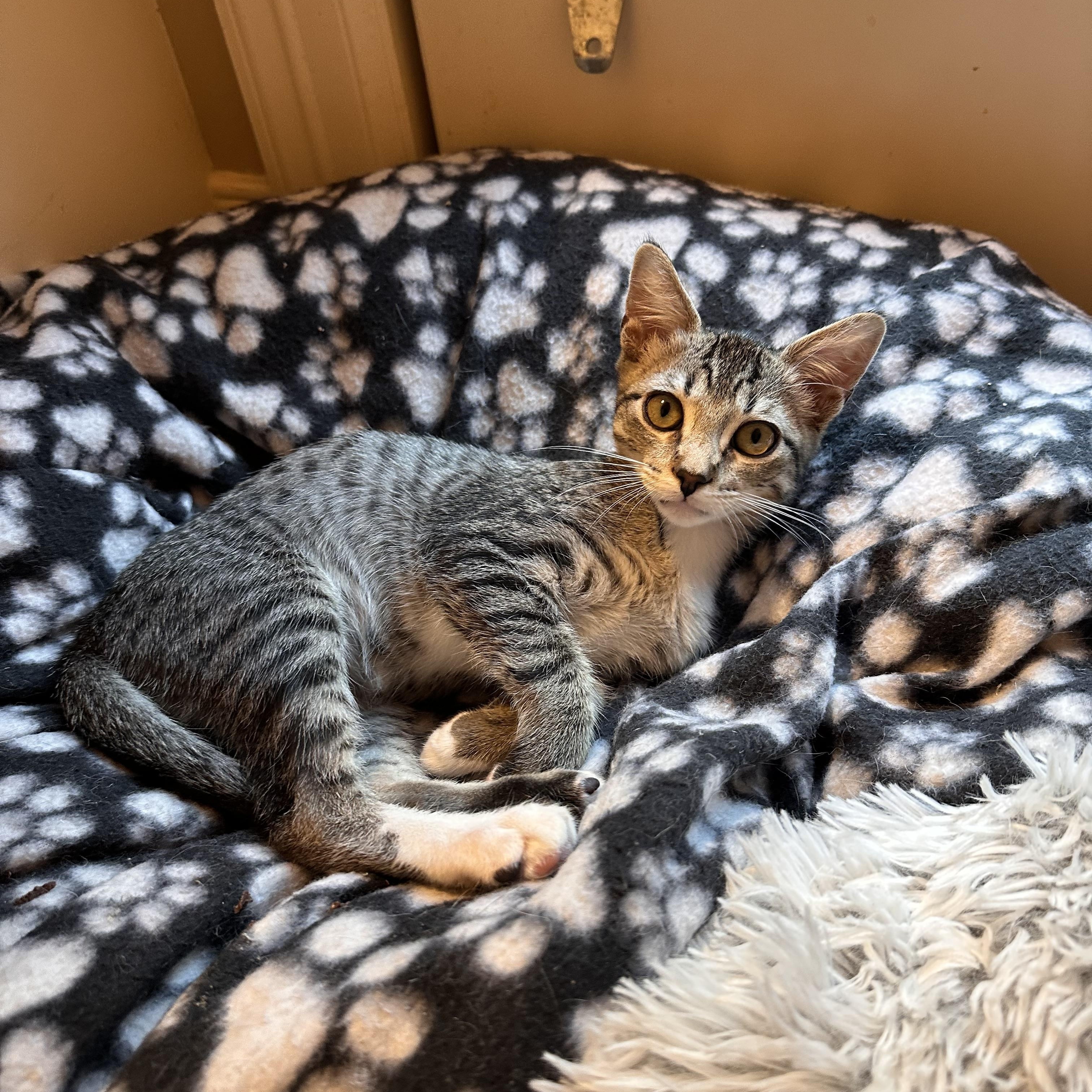 Vortex - Riley Fuzzel Petsmart