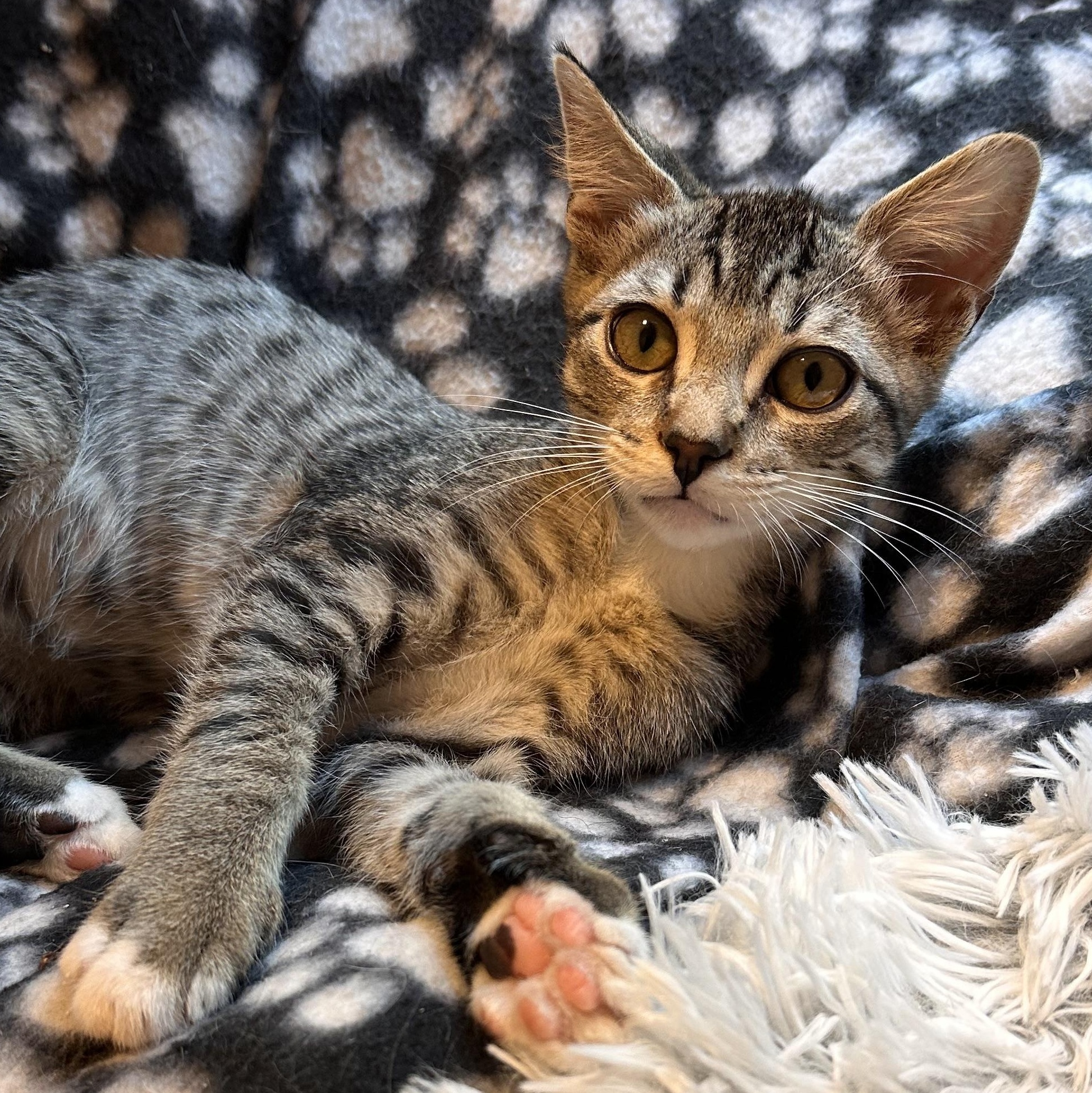Vortex - Riley Fuzzel Petsmart