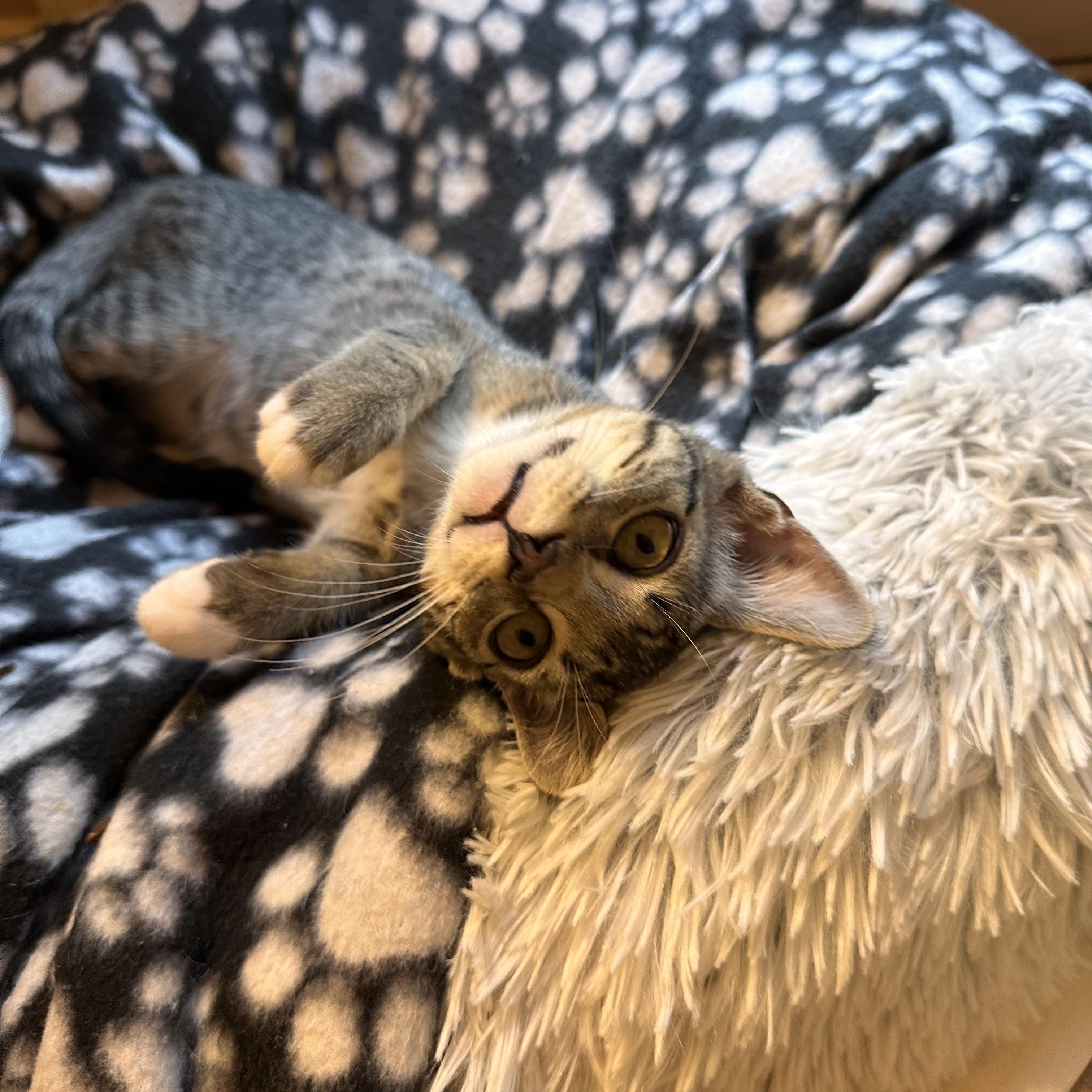 Vortex - Riley Fuzzel Petsmart