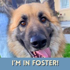 Enlarge TEDDY, a Adoptable German Shepherd Dog in Alameda, CA image 1/1