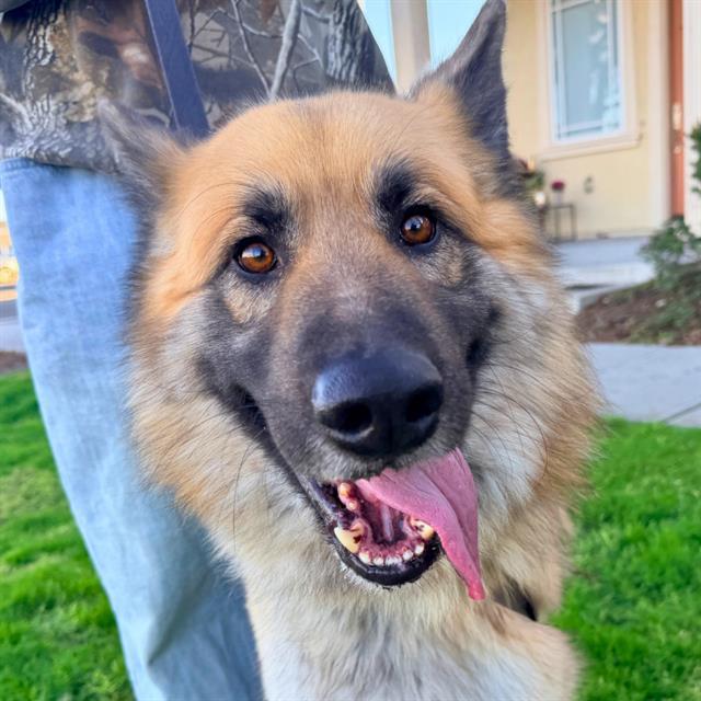 Enlarge TEDDY, a Adoptable German Shepherd Dog in Alameda, CA image 1/1
