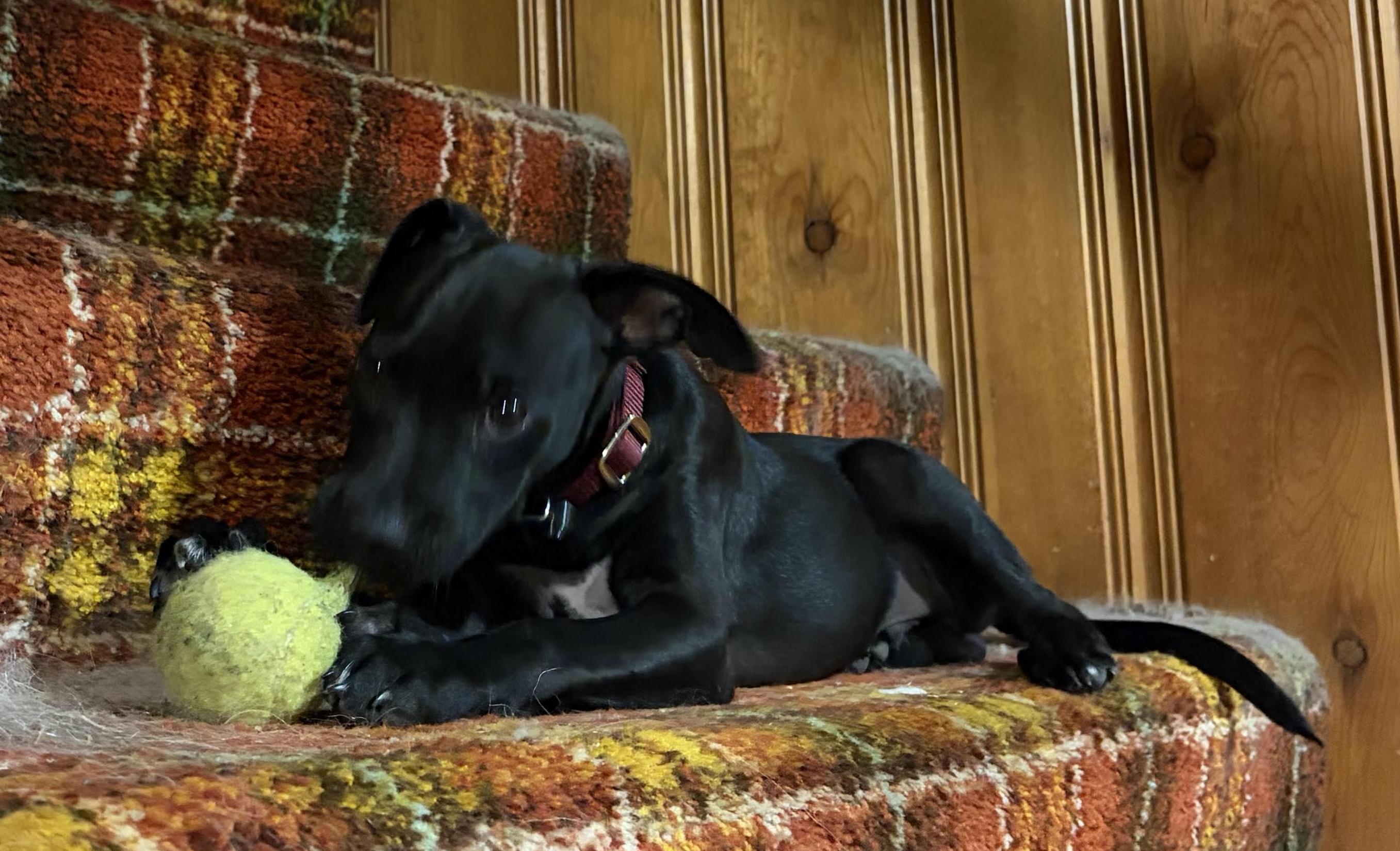 Enlarge Rolo Candy - Local pup, a Adoptable mixed breed in Andover, MA image 6/6