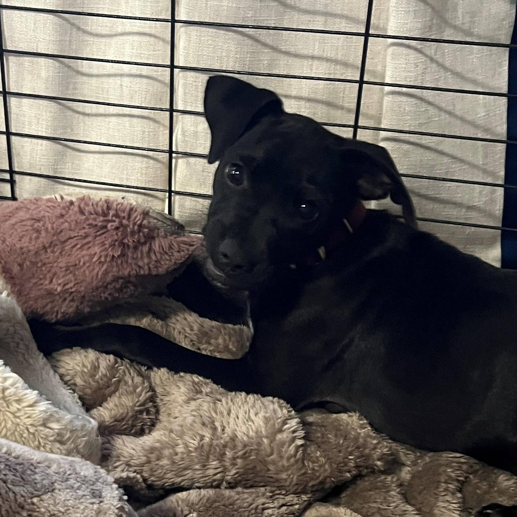 Enlarge Rolo Candy - Local pup, a Adoptable mixed breed in Andover, MA image 2/6