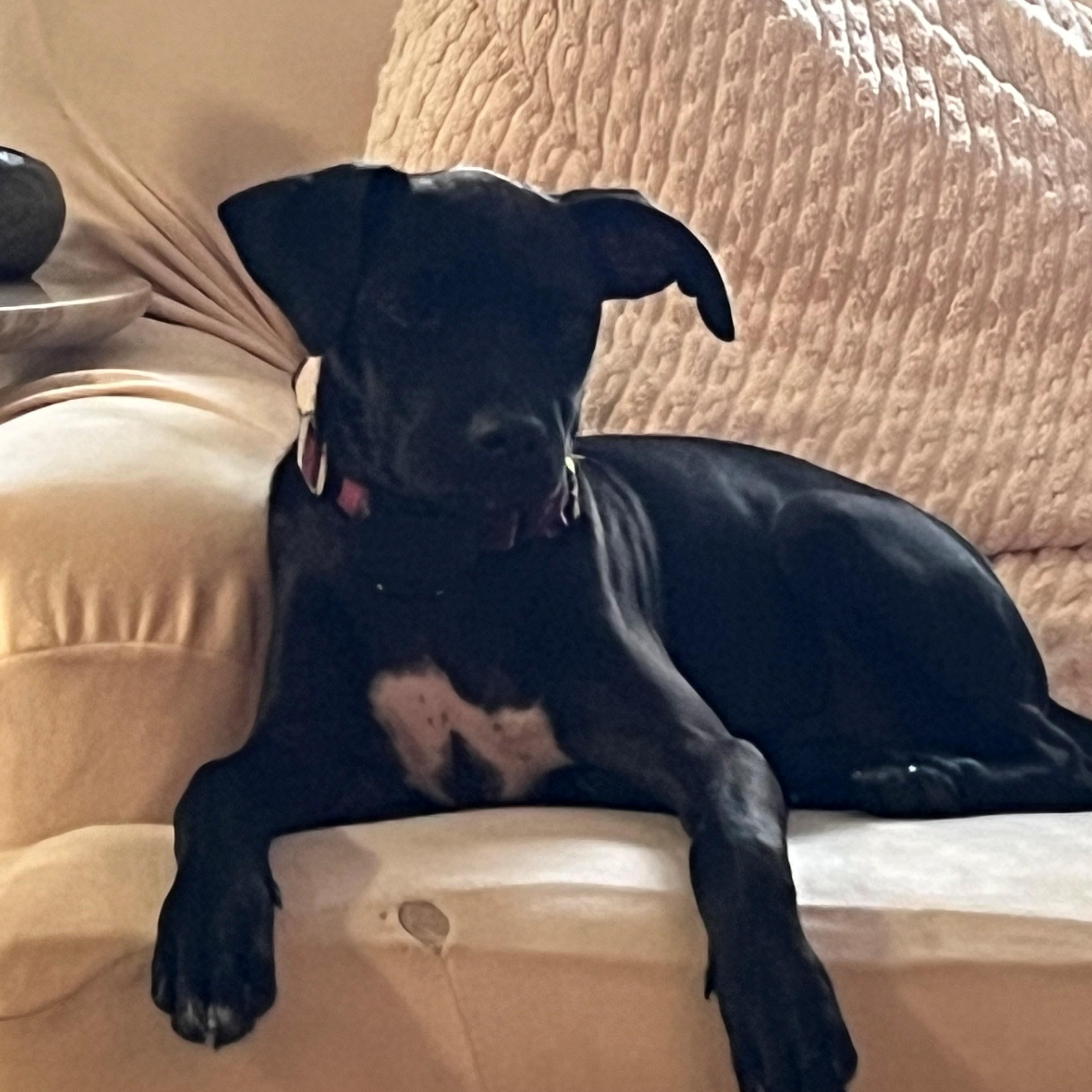 Enlarge Rolo Candy - Local pup, a Adoptable mixed breed in Andover, MA image 1/6