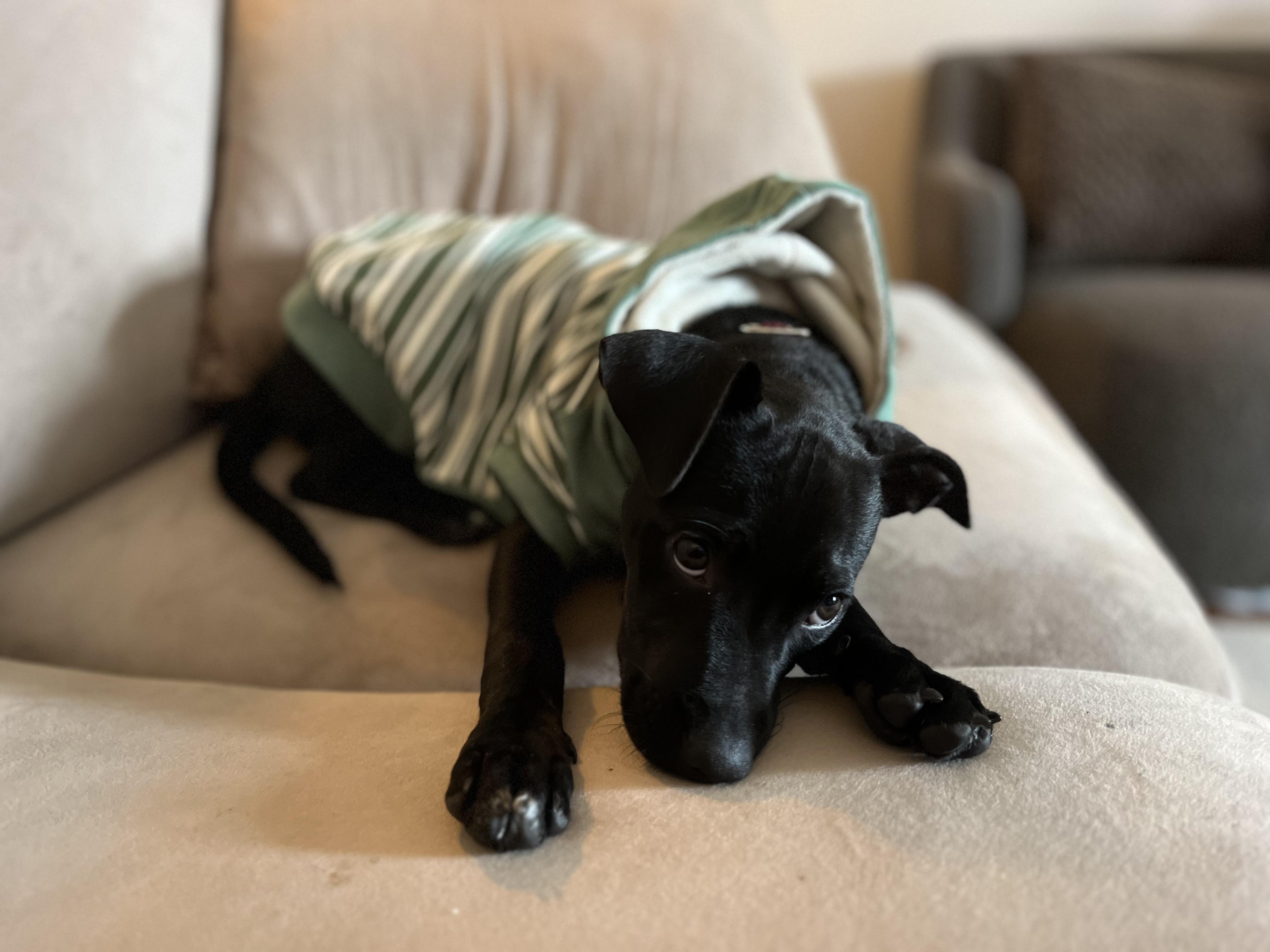 Rolo Candy - Local pup, Adoptable, Puppy Male Chihuahua & Dachshund.