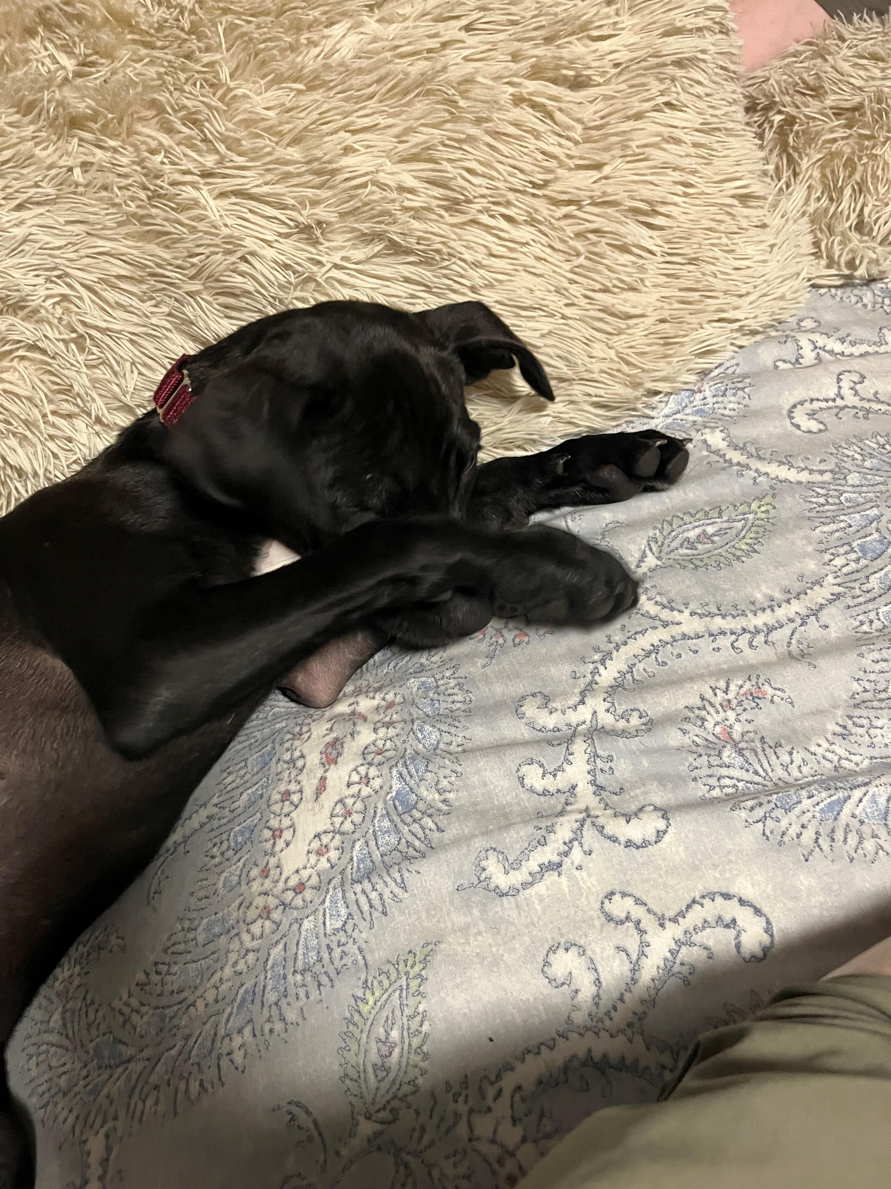 Enlarge Rolo Candy - Local pup, a Adoptable mixed breed in Andover, MA image 3/6