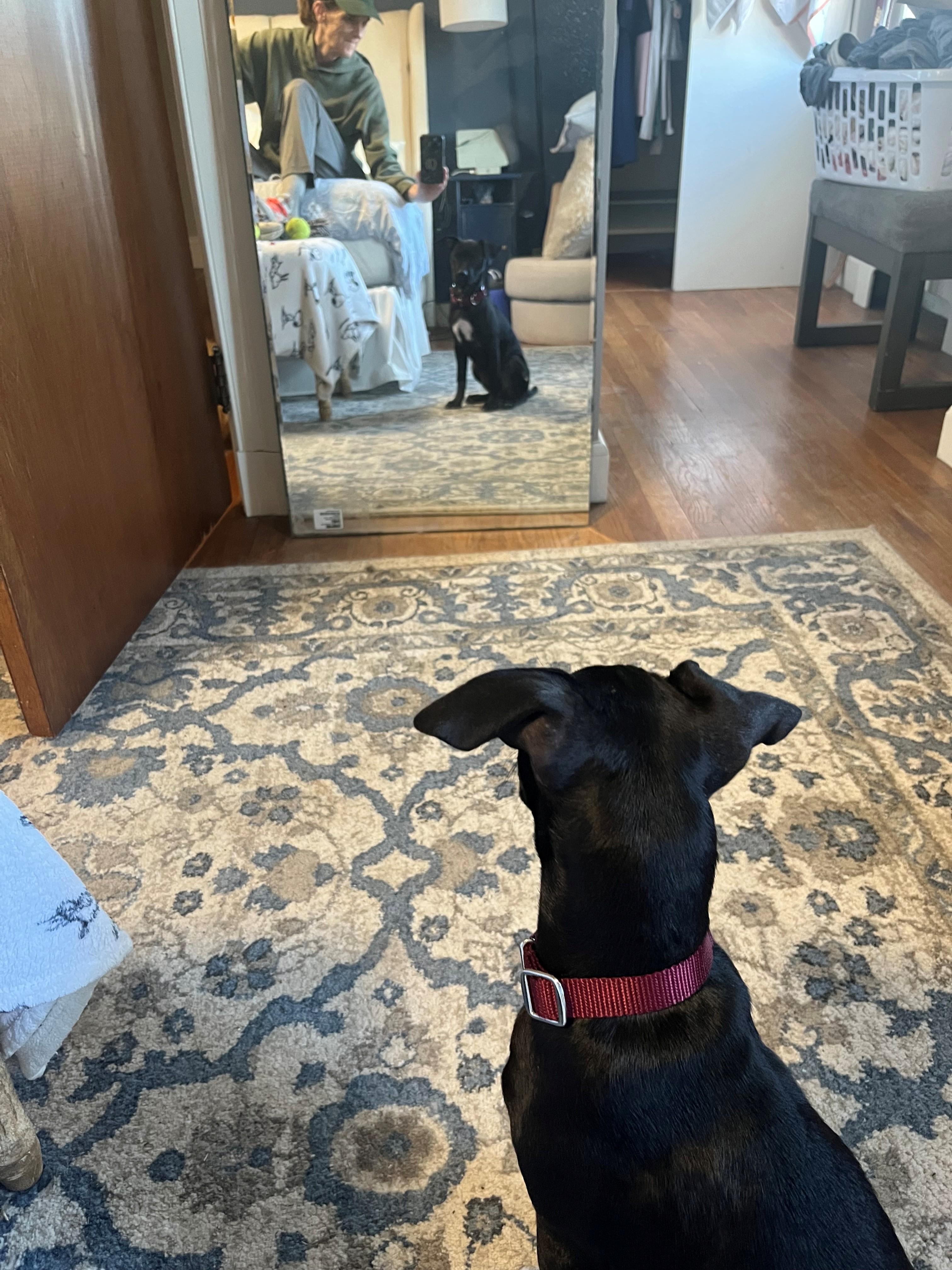 Enlarge Rolo Candy - Local pup, a Adoptable mixed breed in Andover, MA image 5/6