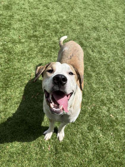 Deebo - 1, Adoptable, Young Male Saint Bernard & Pit Bull Terrier.
