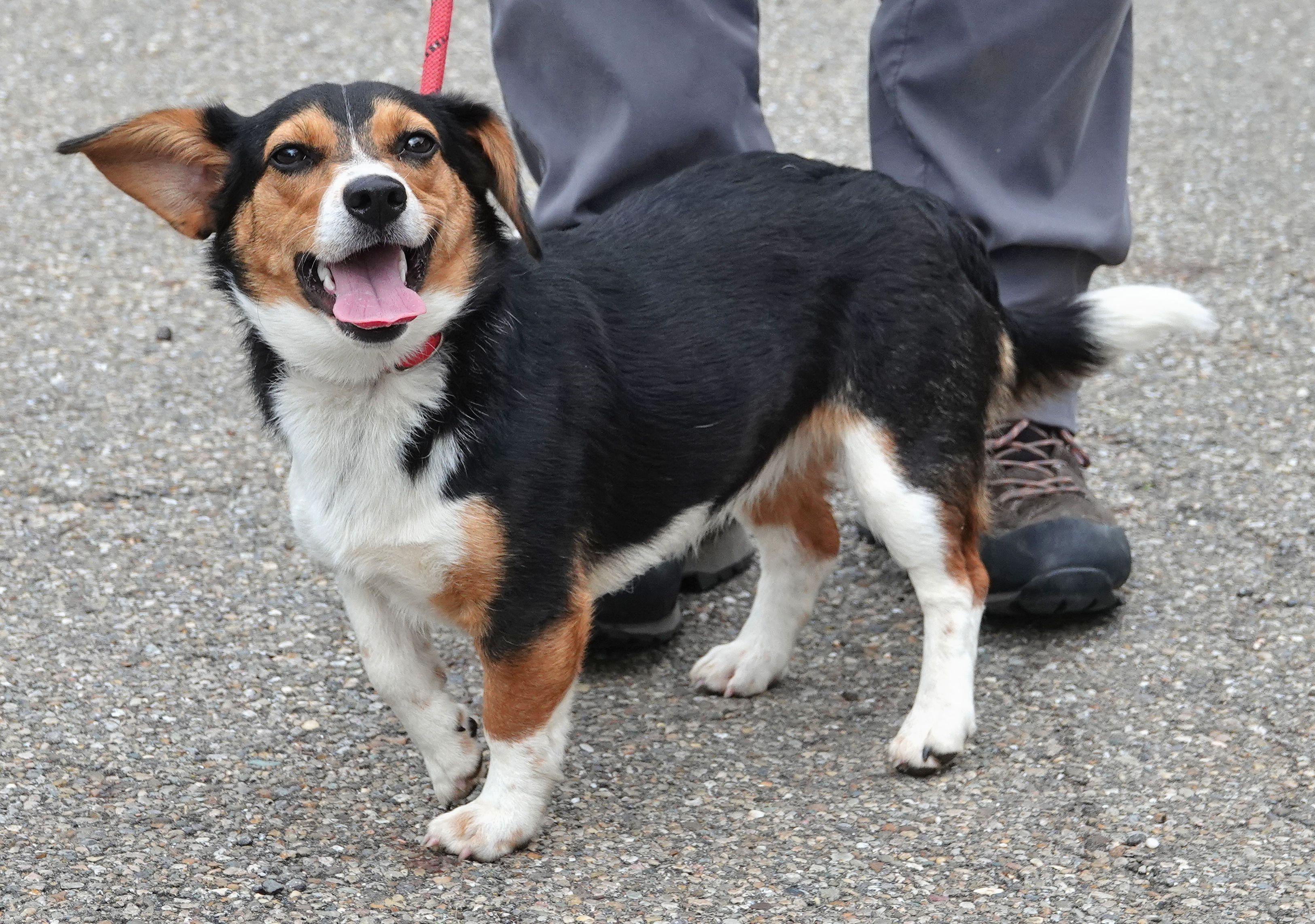 Enlarge Marigold - CLAIMED BY OWNER, an adopted mixed breed in Millfield, OH image 3/3