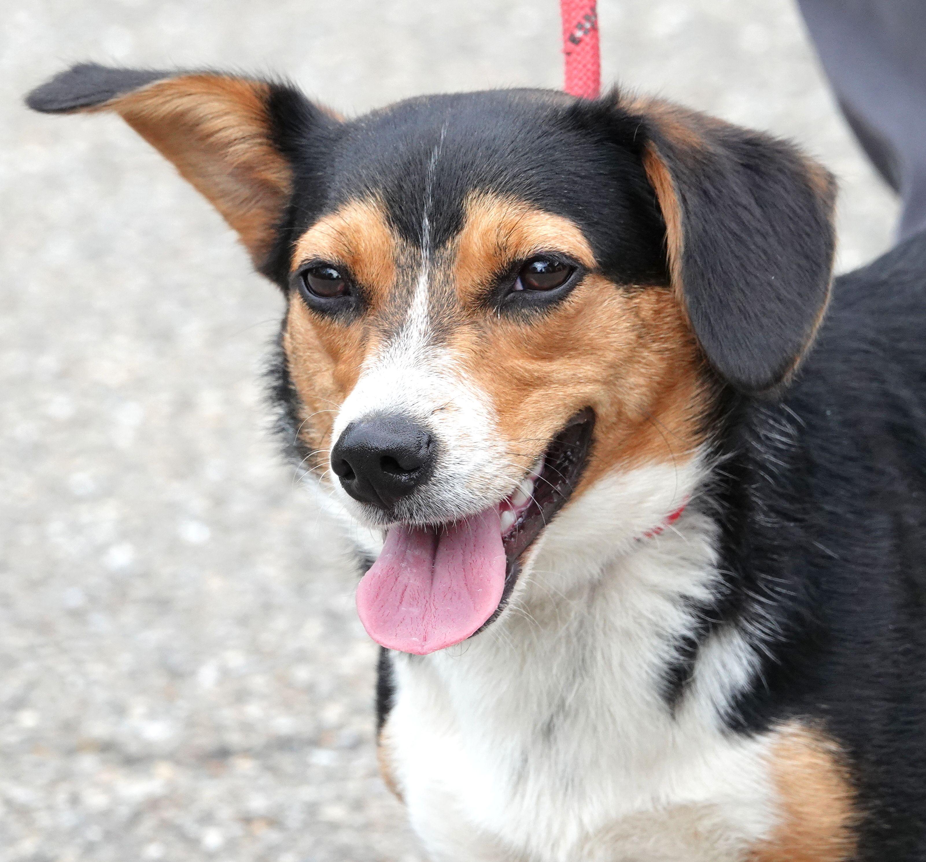 Enlarge Marigold - CLAIMED BY OWNER, an adopted mixed breed in Millfield, OH image 1/3