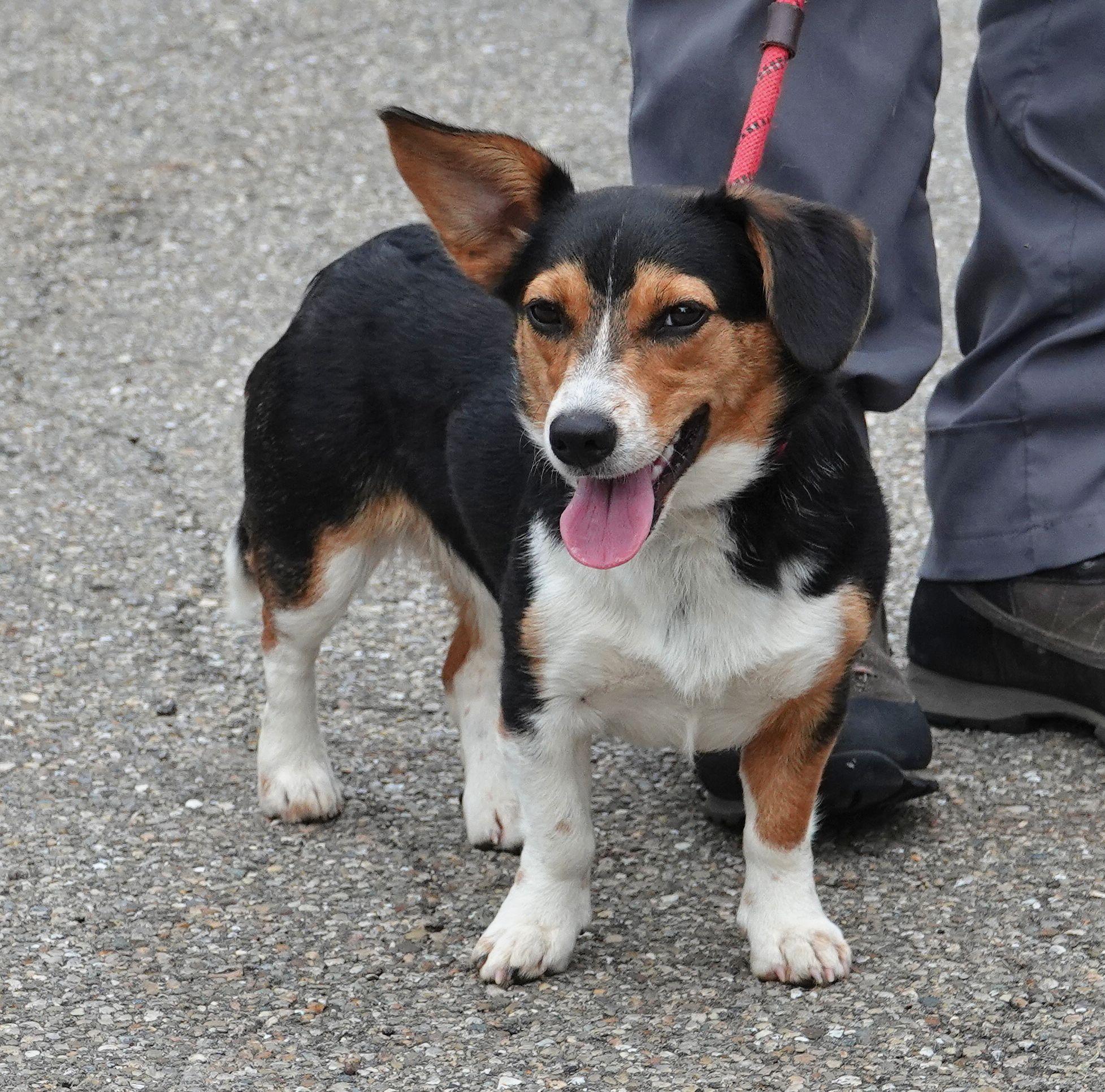 Enlarge Marigold - CLAIMED BY OWNER, an adopted mixed breed in Millfield, OH image 2/3