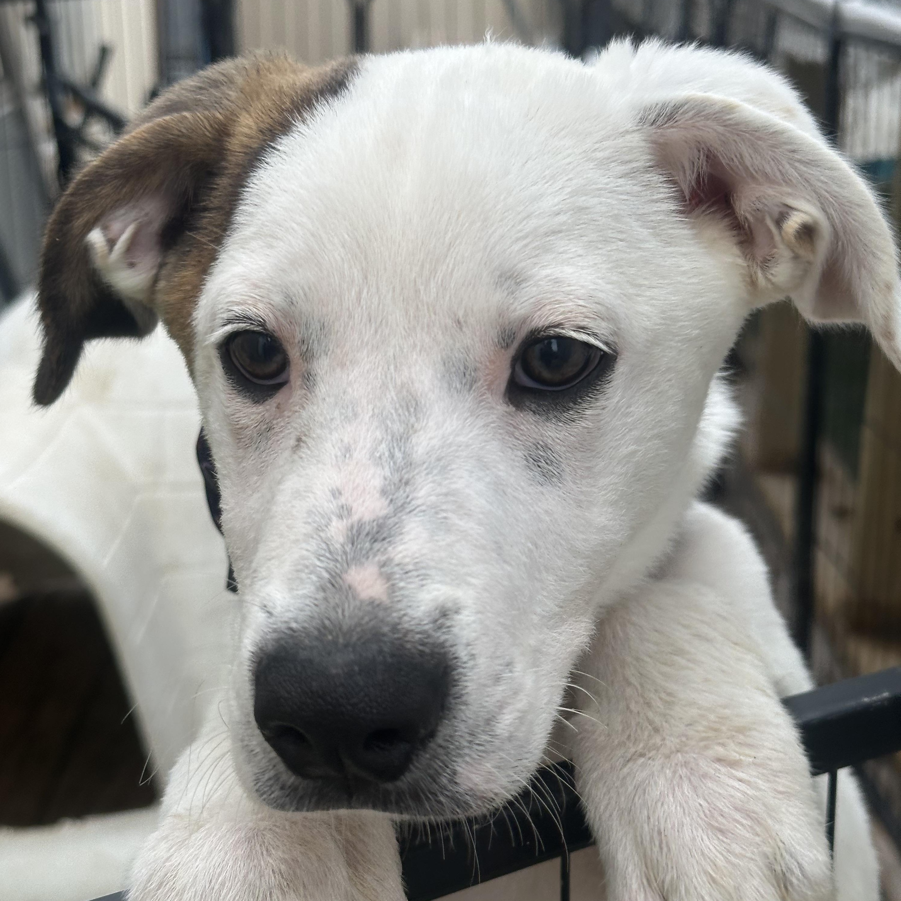 Whisper, Young Male Jack Russell Terrier