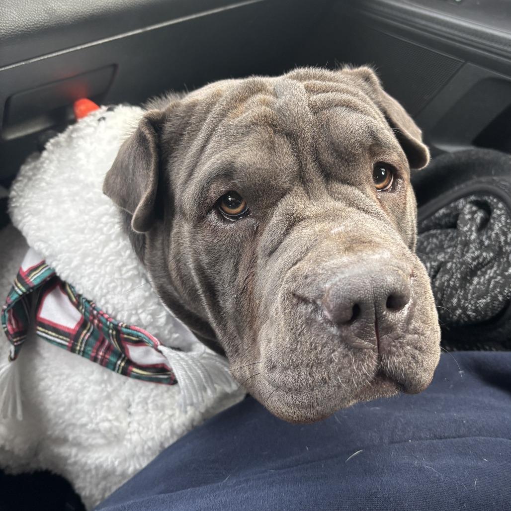 Squish, Adoptable, Adult Female Shar-Pei & Mixed Breed.