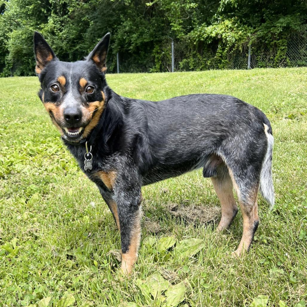 Enlarge Smokey, a Adoptable Cattle Dog in Warrensburg, MO image 1/3