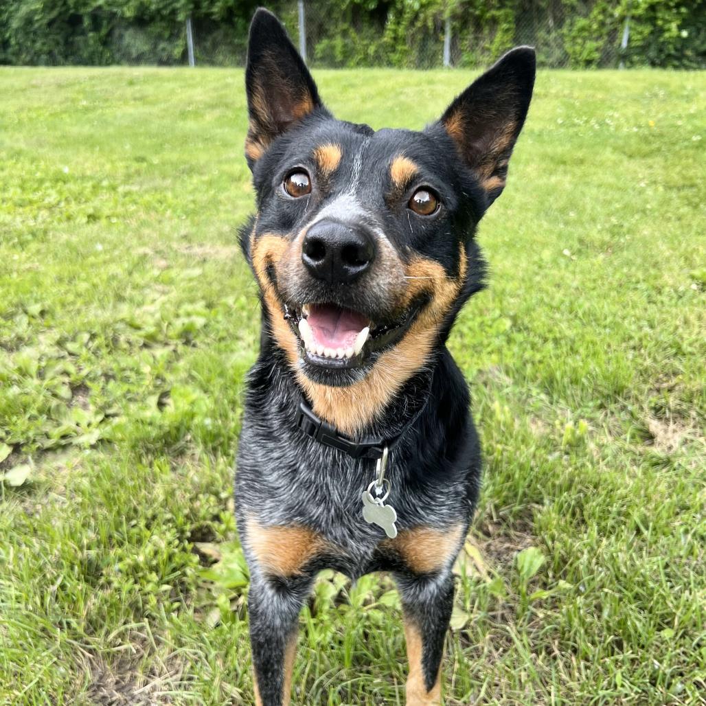 Enlarge Smokey, a Adoptable Cattle Dog in Warrensburg, MO image 2/3