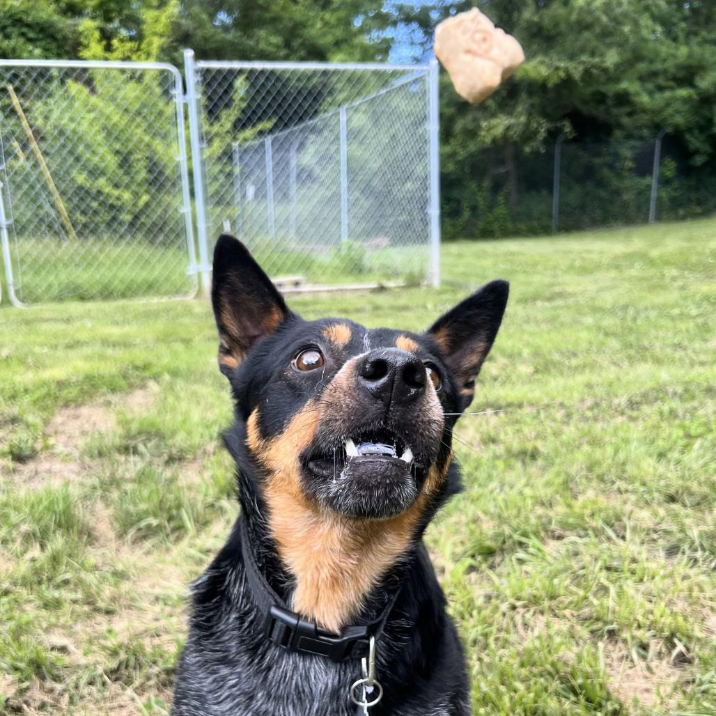 Enlarge Smokey, a Adoptable Cattle Dog in Warrensburg, MO image 3/3
