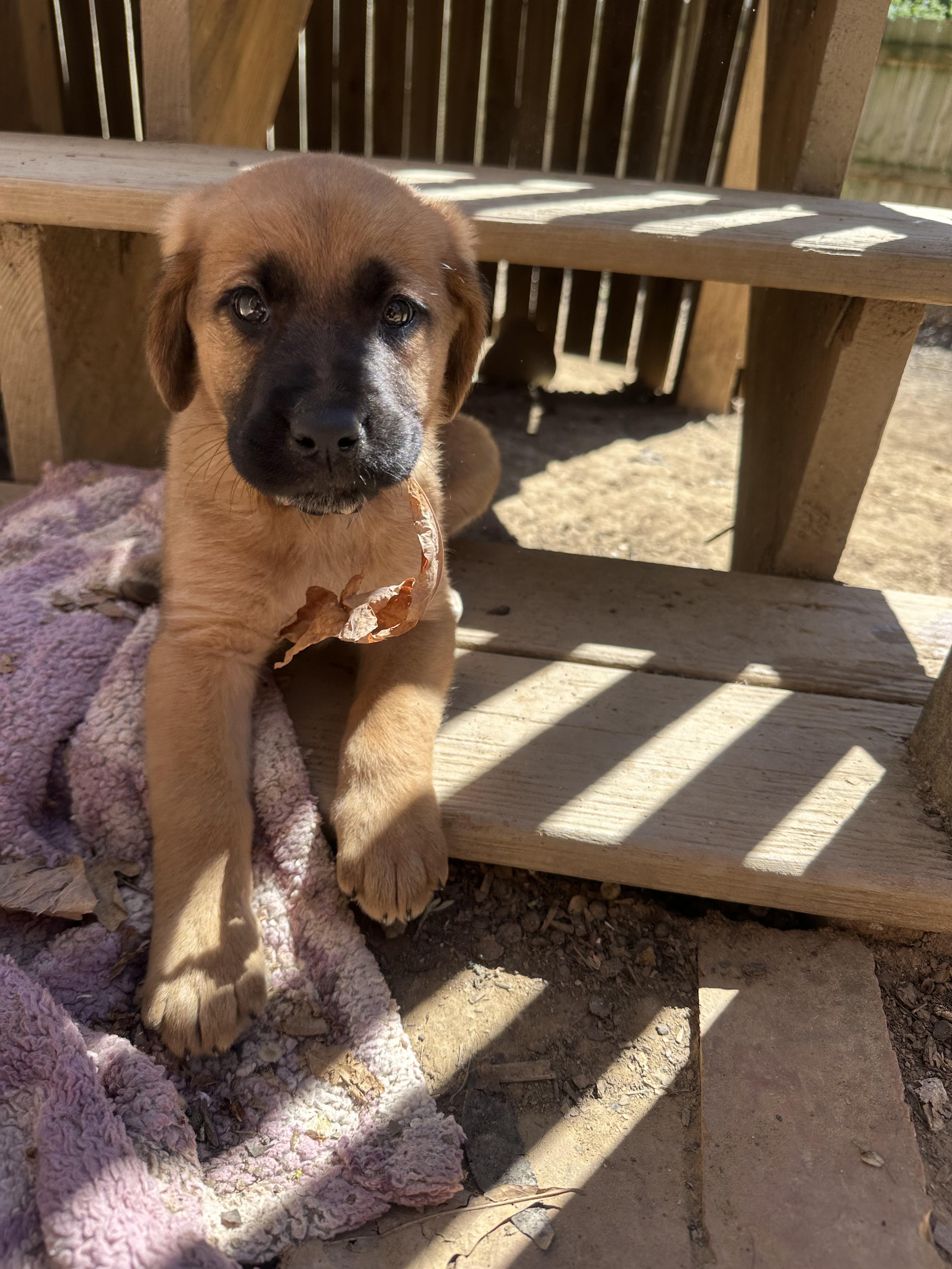 Parsnip , a ADOPTABLE mixed breed in Spring hill, TN image 1/5