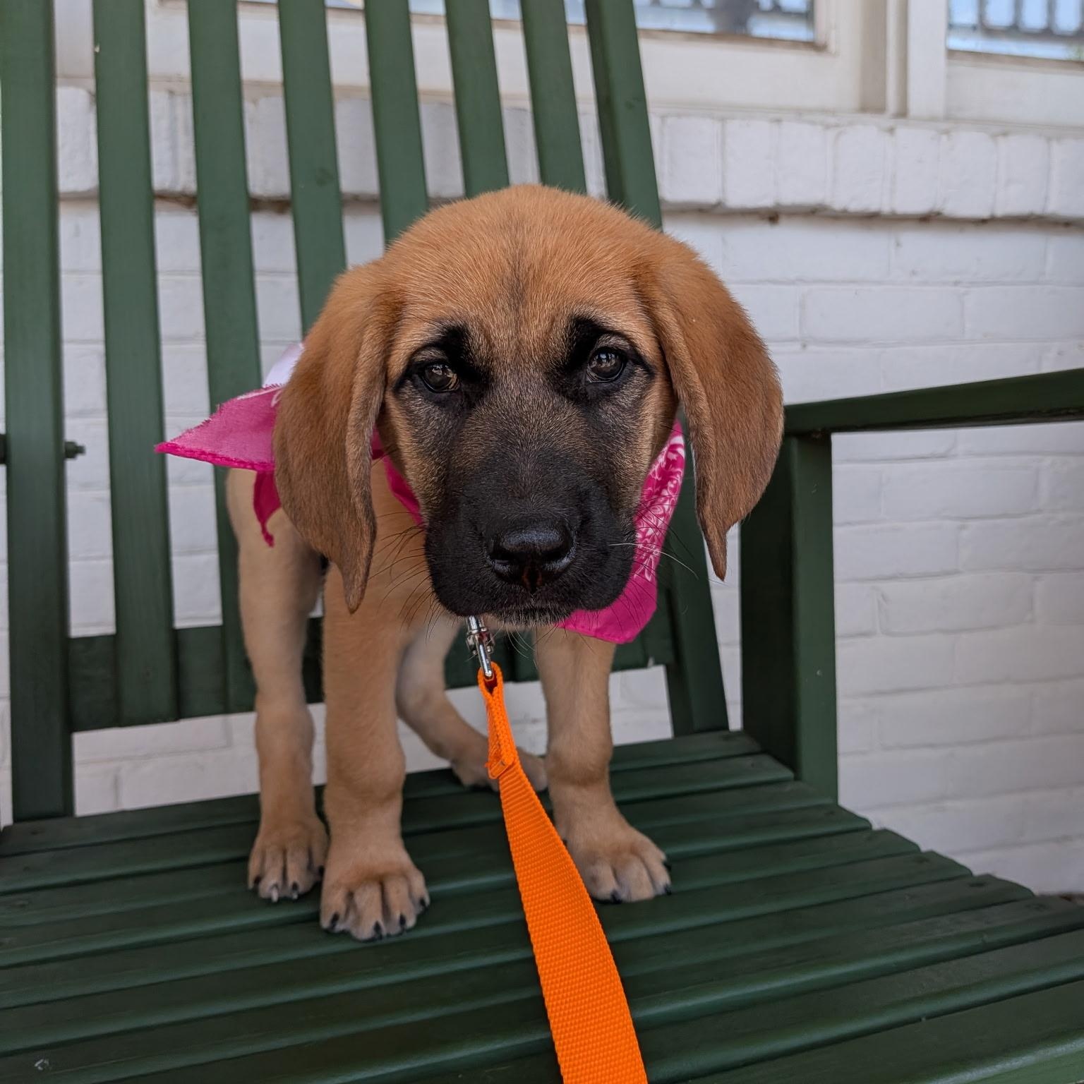 Enlarge Pebbles , a ADOPTABLE mixed breed in Spring hill, TN image 6/6