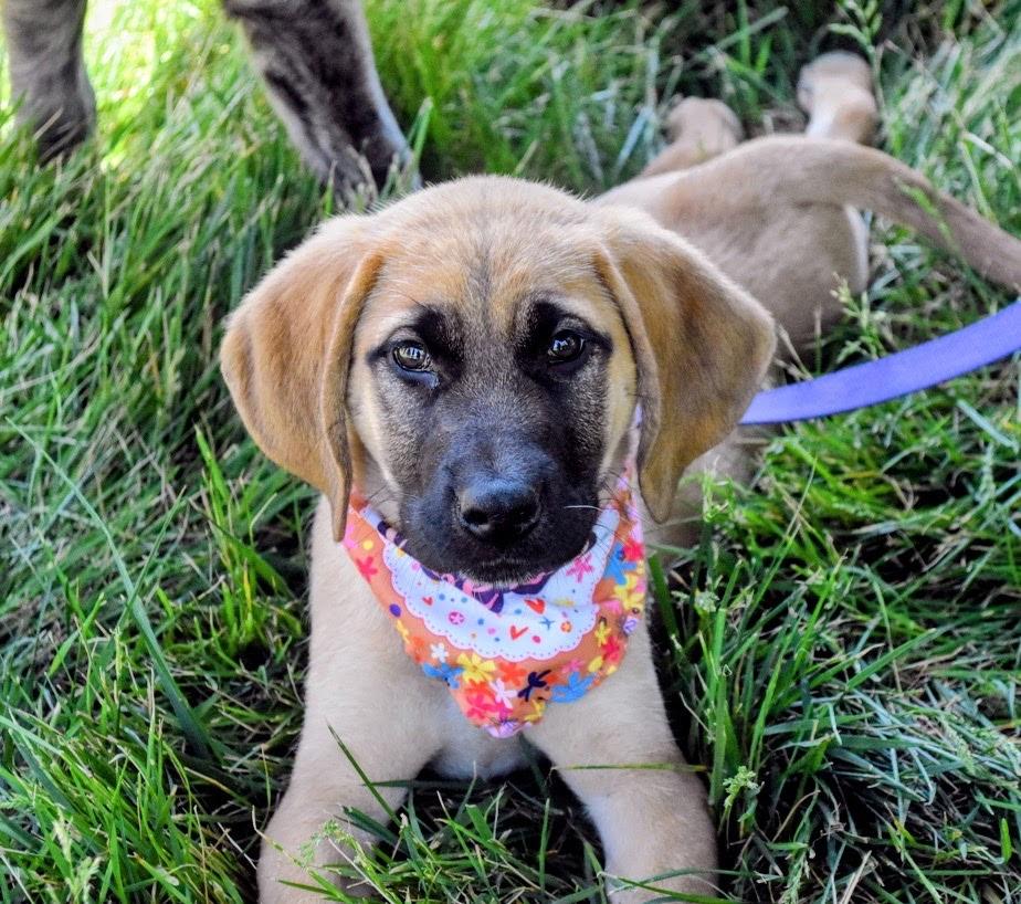 Enlarge Pebbles , a ADOPTABLE mixed breed in Spring hill, TN image 1/6