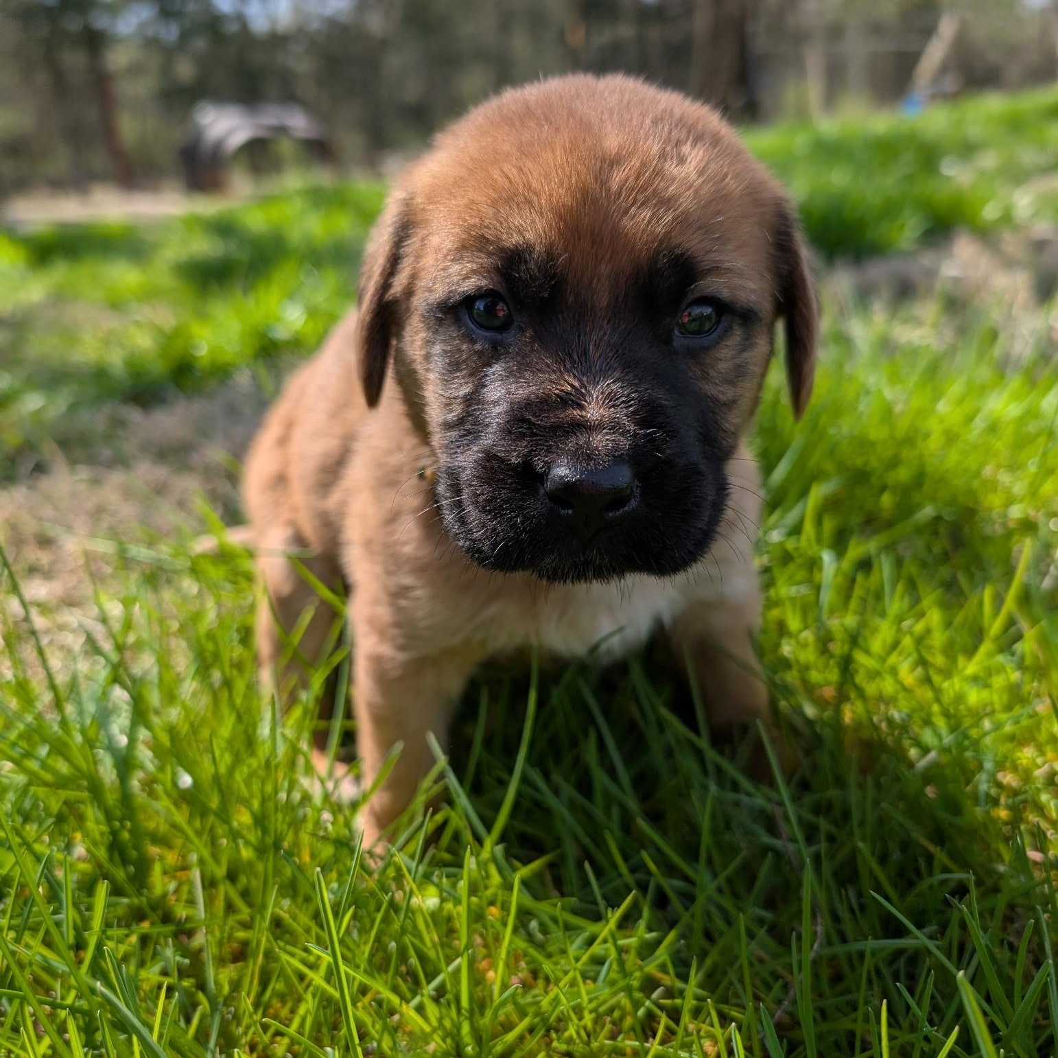 Parsnip , a ADOPTABLE mixed breed in Spring hill, TN image 4/5