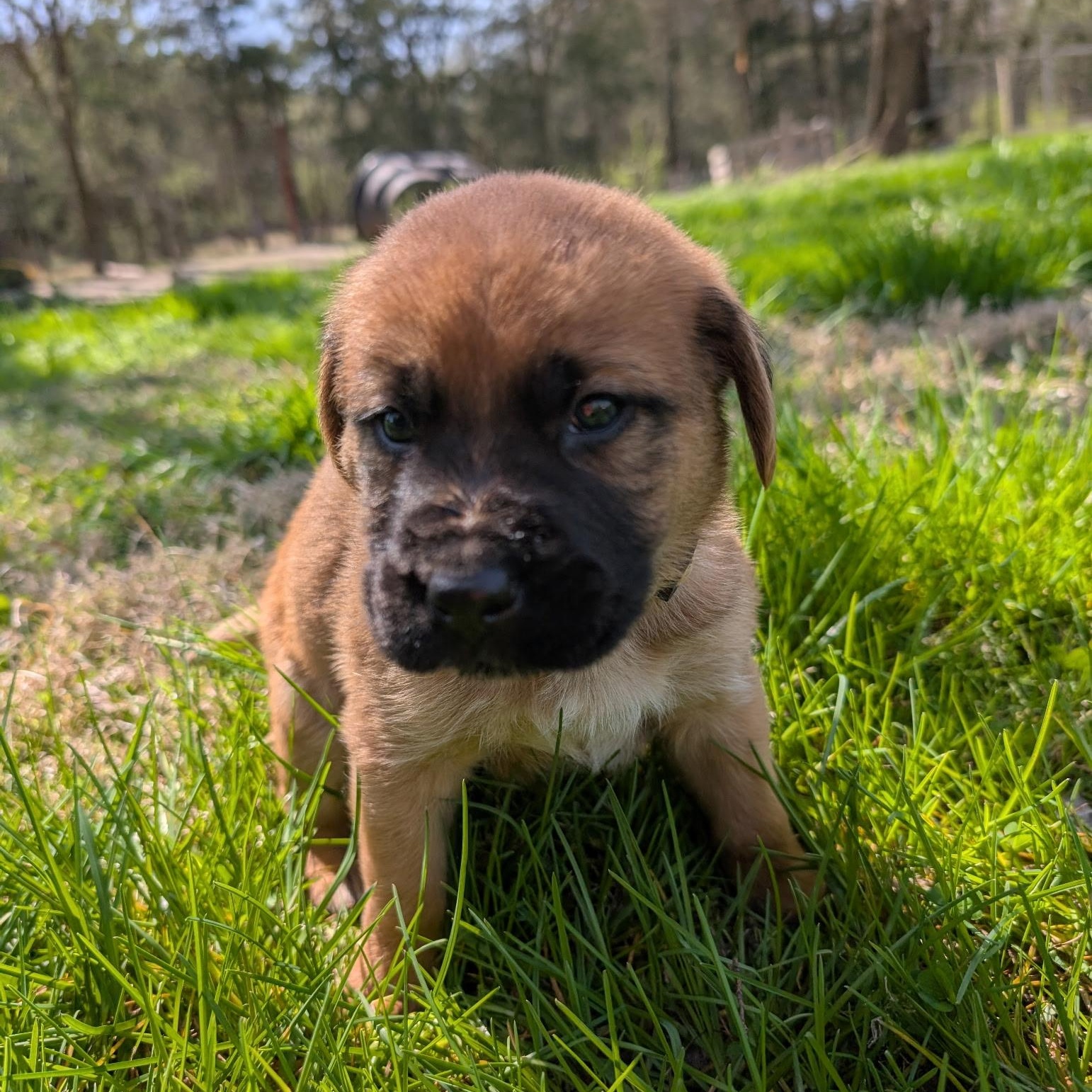 Parsnip , a ADOPTABLE mixed breed in Spring hill, TN image 2/5