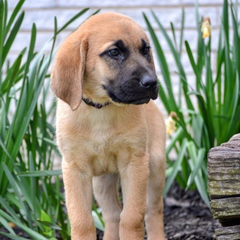 Enlarge Pebbles , a ADOPTABLE mixed breed in Spring hill, TN image 5/6