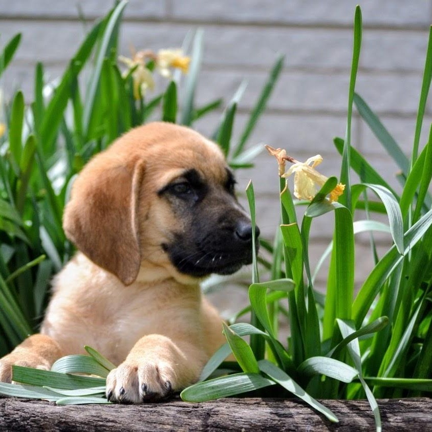 Enlarge Pebbles , a ADOPTABLE mixed breed in Spring hill, TN image 4/6
