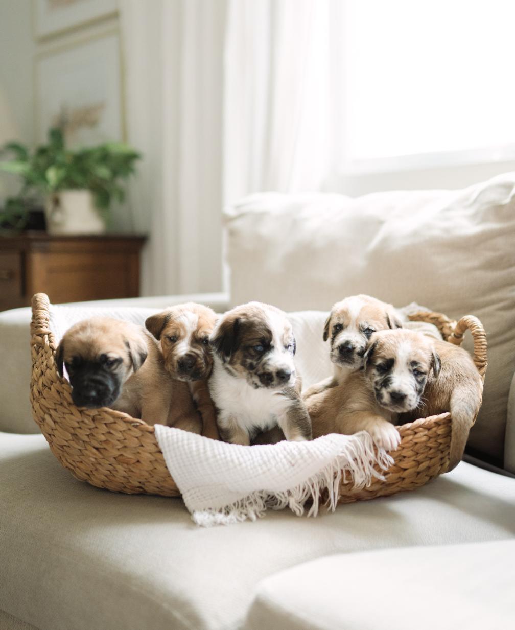 Parsnip , a ADOPTABLE mixed breed in Spring hill, TN image 5/5