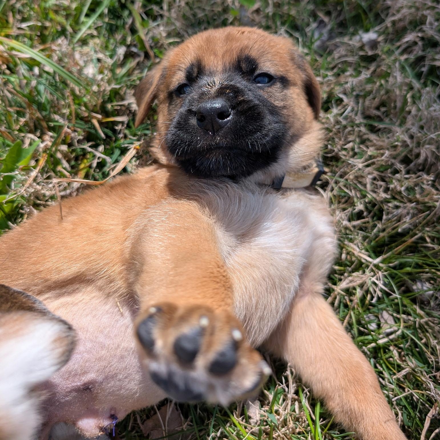 Parsnip , a ADOPTABLE mixed breed in Spring hill, TN image 3/5