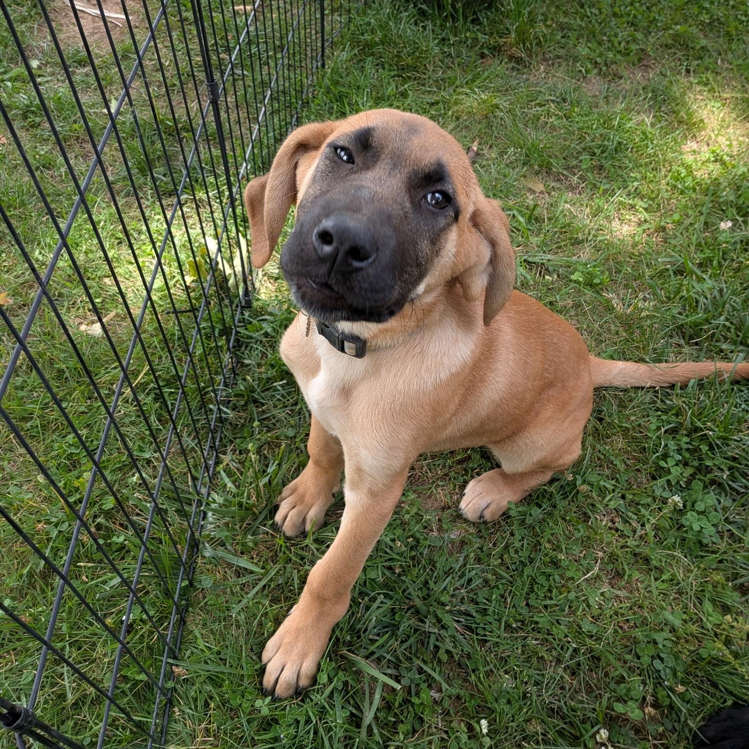 Pebbles , ADOPTABLE, Puppy Female Hound & Australian Shepherd.