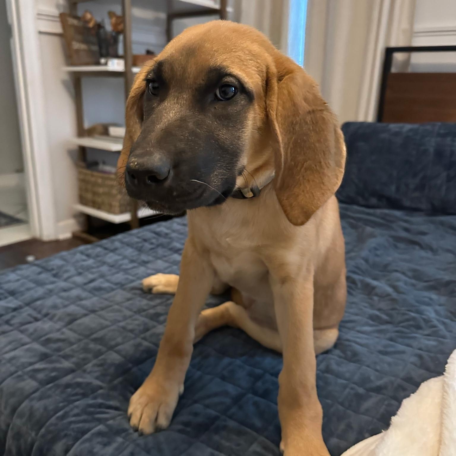 Enlarge Pebbles , a ADOPTABLE mixed breed in Spring hill, TN image 6/6