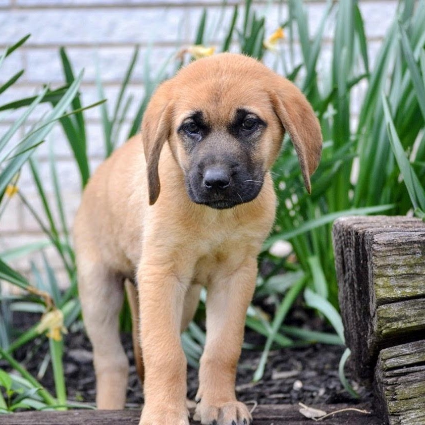 Enlarge Pebbles , a ADOPTABLE mixed breed in Spring hill, TN image 2/6