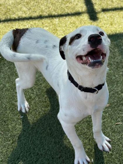 Enlarge Canes, a Adoptable mixed breed in Carrollton, TX image 1/3