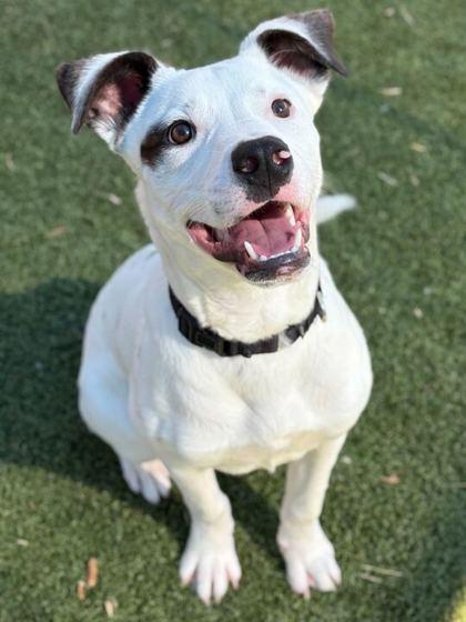 Enlarge Canes, a Adoptable mixed breed in Carrollton, TX image 2/3