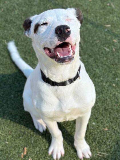 Enlarge Canes, a Adoptable mixed breed in Carrollton, TX image 3/3