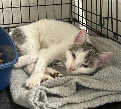 Gemma — thumbnail 2