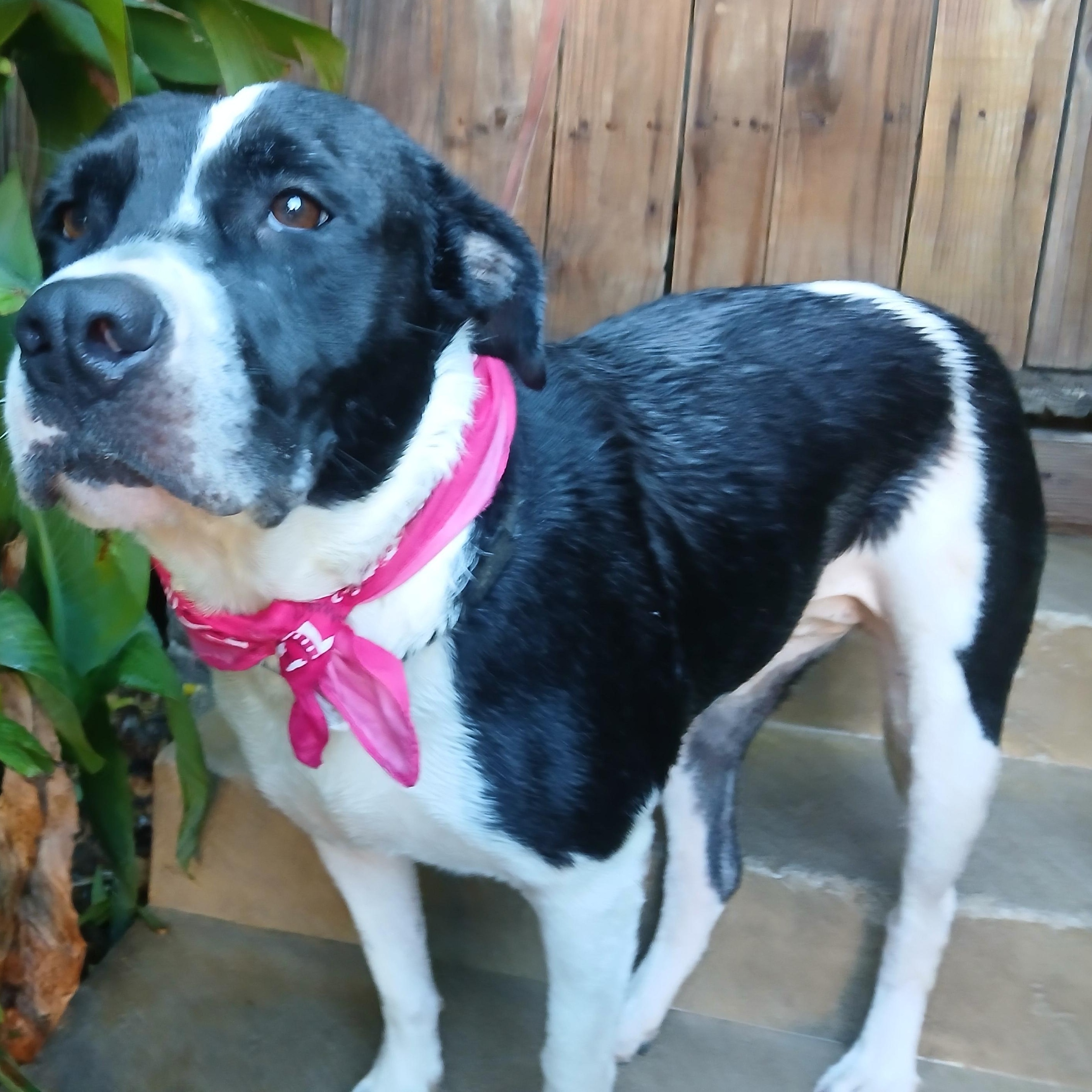 Enlarge Cookie, a Adopted mixed breed in Salem, NH image 5/6